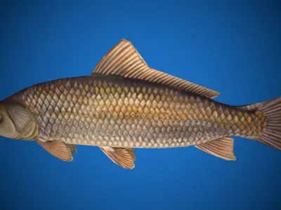 Oceon Fish  Low-poly 3D model