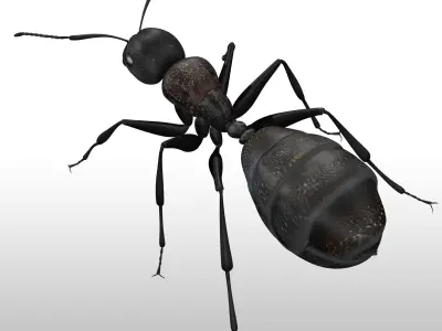 Black Ant  Low-poly 3D model