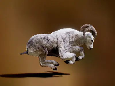 Ovis animated Low-poly 3D model