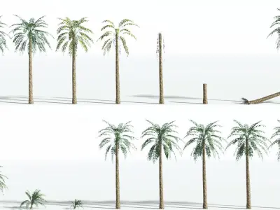 EVERYPlant Date Palm LowPoly 4 --16 Models-- Low-poly 3D model