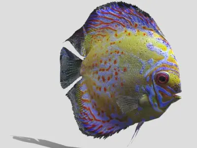 Rigged and Animated Sweetwater Discus Fish - 3D Model Low-poly 3D model