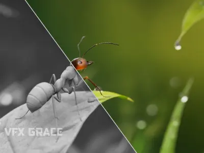 Carpenter Ant Animation VFX Grace 3D model