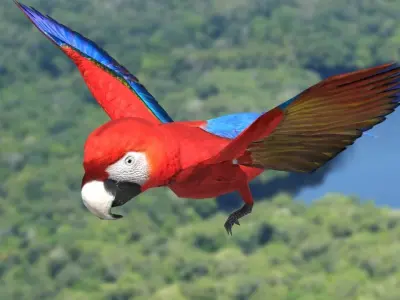 Scarlet Macaw - Animated Low-poly 3D model
