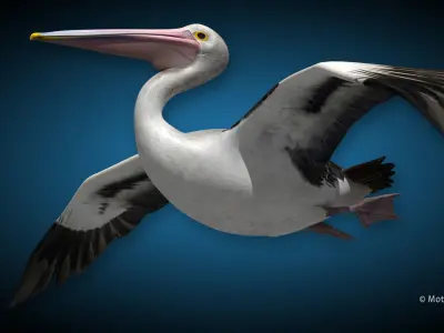 Pelican  Flying 3D model