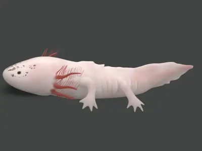 Axolotl Low-poly 3D model