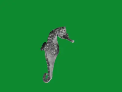 Seahorse Fish Low-poly 3D model