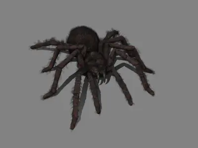 Spider - Tarantula with animations Low-poly 3D model