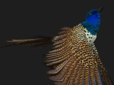 PheasantBird B2 3D model
