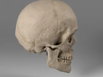 Skull 3D 3D model