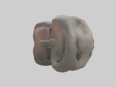 Elephant Stomach 3D model