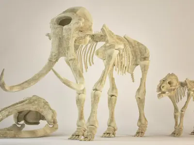 Animal sceletons 3D model