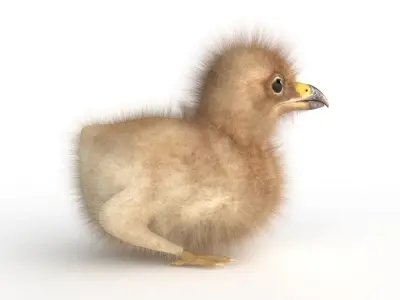  3D Baby Eagle 3D model