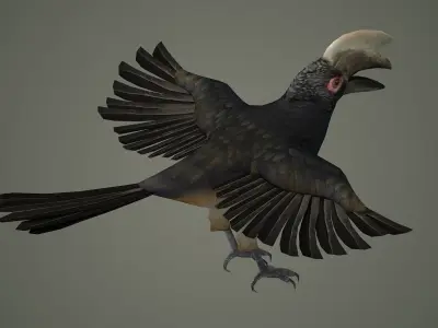 bird wildlife nature wild realistic animals feather hornbill  3D model