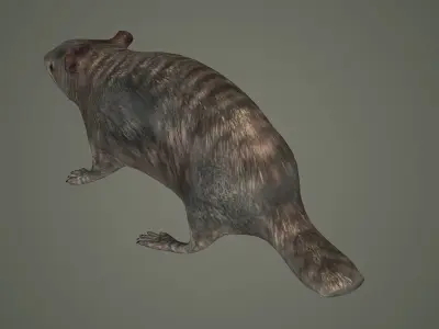 animal mammal groundhog rodent beaver squirrel  3D model