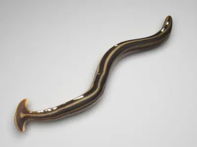 Hammerhead Worm 3D model