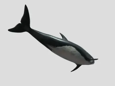Risso Dolphin Animated Low-poly Low-poly 3D model