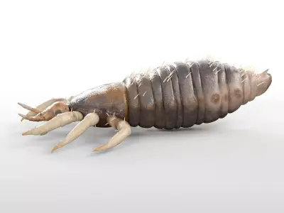 Louse insect Low-poly 3D model