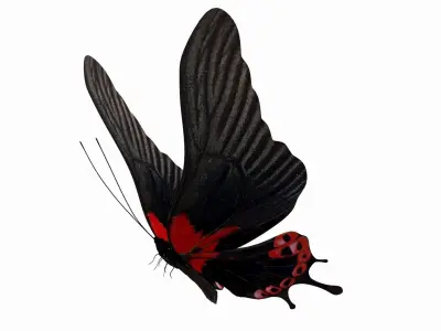 butterfly scalewing wing fly 3D model