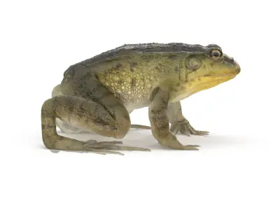 Swimming Northern Green Frog Rigged and Animated 3D model