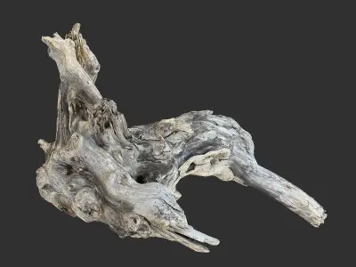 Tree Root 3D Scan 3D model