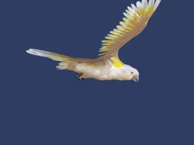 cockatoo animated Low-poly 3D model