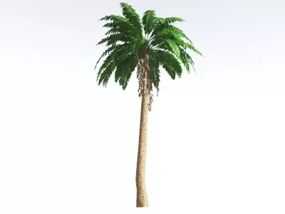 EVERYPlant African Oil Palm LowPoly 2 --16 Models-- Low-poly 3D model