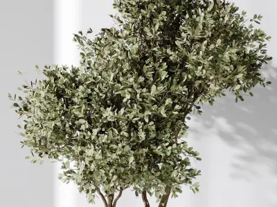 Bird Of Paradise Bird and Olive Tree Indoor Vase 11 3D model