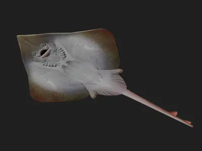 Clearnoseskate Low-poly 3D model