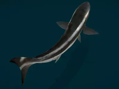 Cobia Fish Animated 3D model
