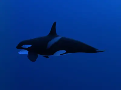 Killer whale Low-poly 3D model