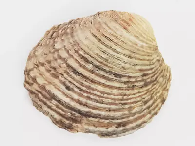 -Shell Light- 3D model