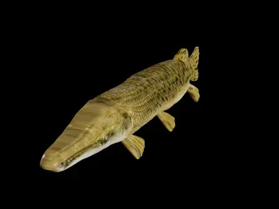 ALLIGATOR GAR 3D model