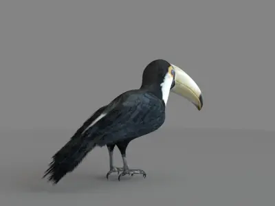 3D Toucan model 3D model