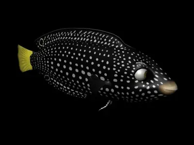 3D Cartoon Fish - Tamarin Wrasse Low-poly 3D model