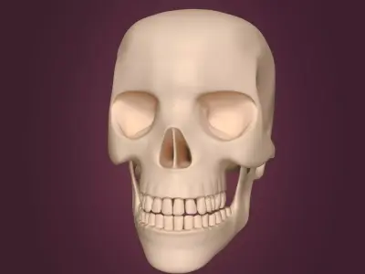 Skull Low-poly 3D model