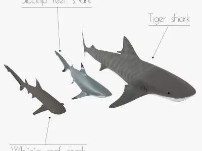 Sharks collection shark Low-poly 3D model