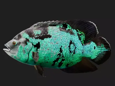 Cichlid Low-poly 3D model
