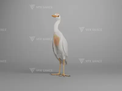 Cattle Egret Animation 3D model