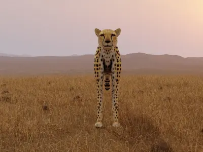 Cheetah Low-poly 3D model