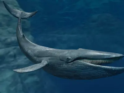 Blue Whale  Animated  Low-poly 3D model