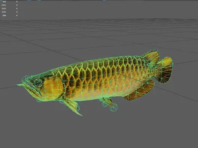 Arowana Low-poly 3D model