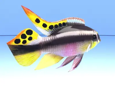 kribensis cichlid fish Pelvicachromis pulcher Low-poly 3D model