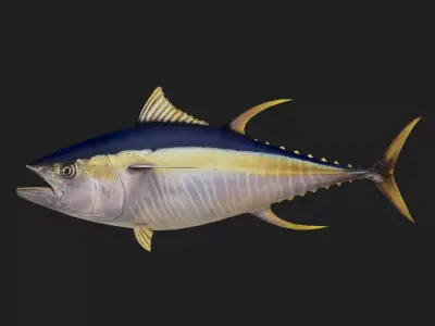 Yellowfintuna Low-poly 3D model