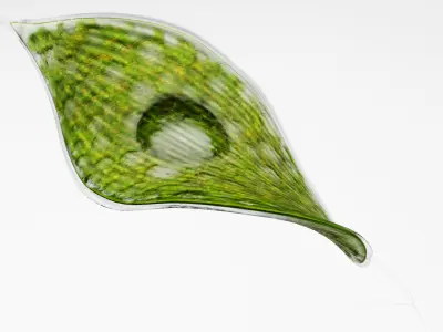 Phacus rigged Low-poly 3D model