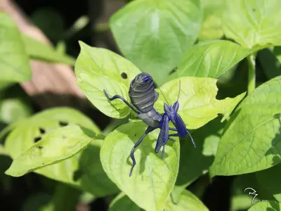  Orchid Mantis Nymph 3D model