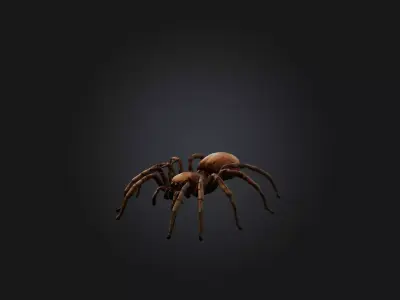 Realistic Spider Model Low-poly 3D model
