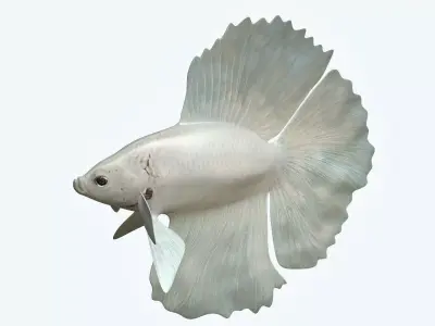 Betta Fish 8 3D model