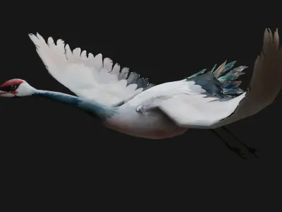 Crane Bird A5 3D model