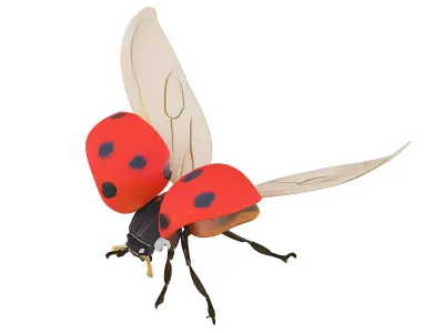 Coccinella 3D model