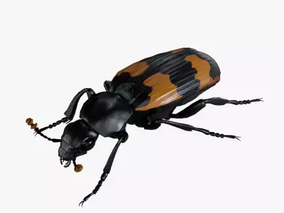 Burying beetle Nicrophorus japonicus  Low-poly 3D model